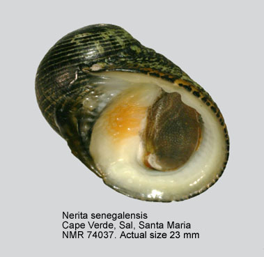 Nerita senegalensis (4).jpg - Nerita senegalensis Gmelin,1791